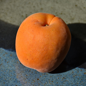 Apricot