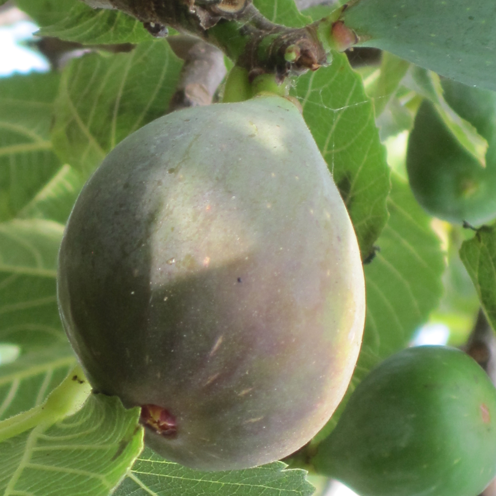 Fig