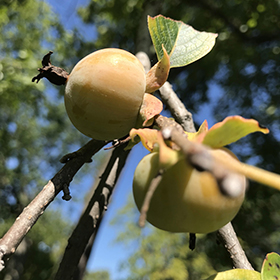 Other Fruit Trees