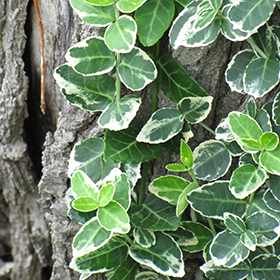 Euonymus