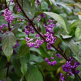 Beautyberry