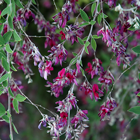 Bush Clover