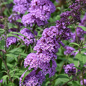 Butterfly Bush