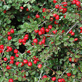 Cotoneaster