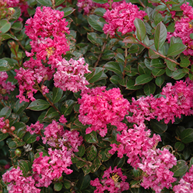 Crapemyrtle