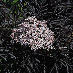 Elderberry