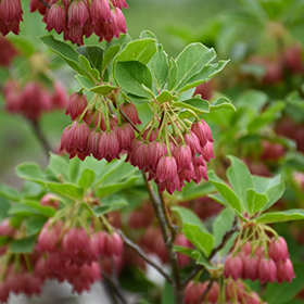 Enkianthus