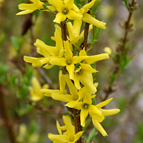 Forsythia