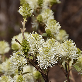 Fothergilla