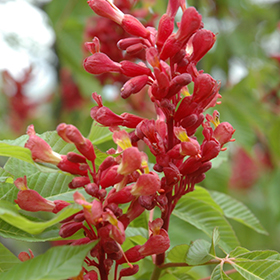 Horse Chestnut