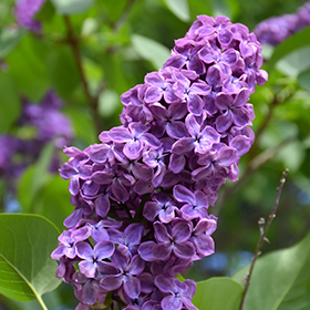 Lilac