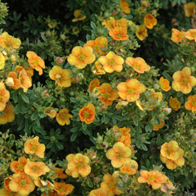 Potentilla