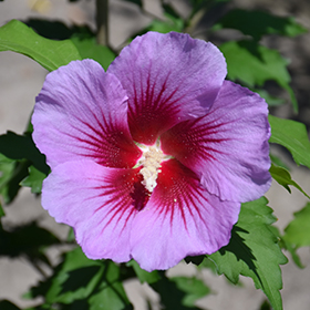 Rose Of Sharon