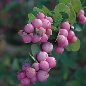 Snowberry