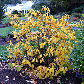 Spicebush