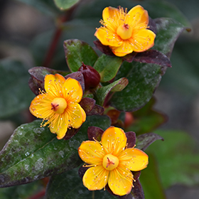 St Johns Wort