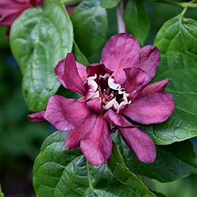 Sweetshrub