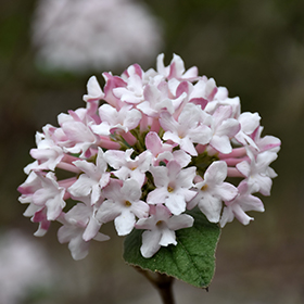 Viburnum