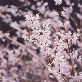 White Forsythia