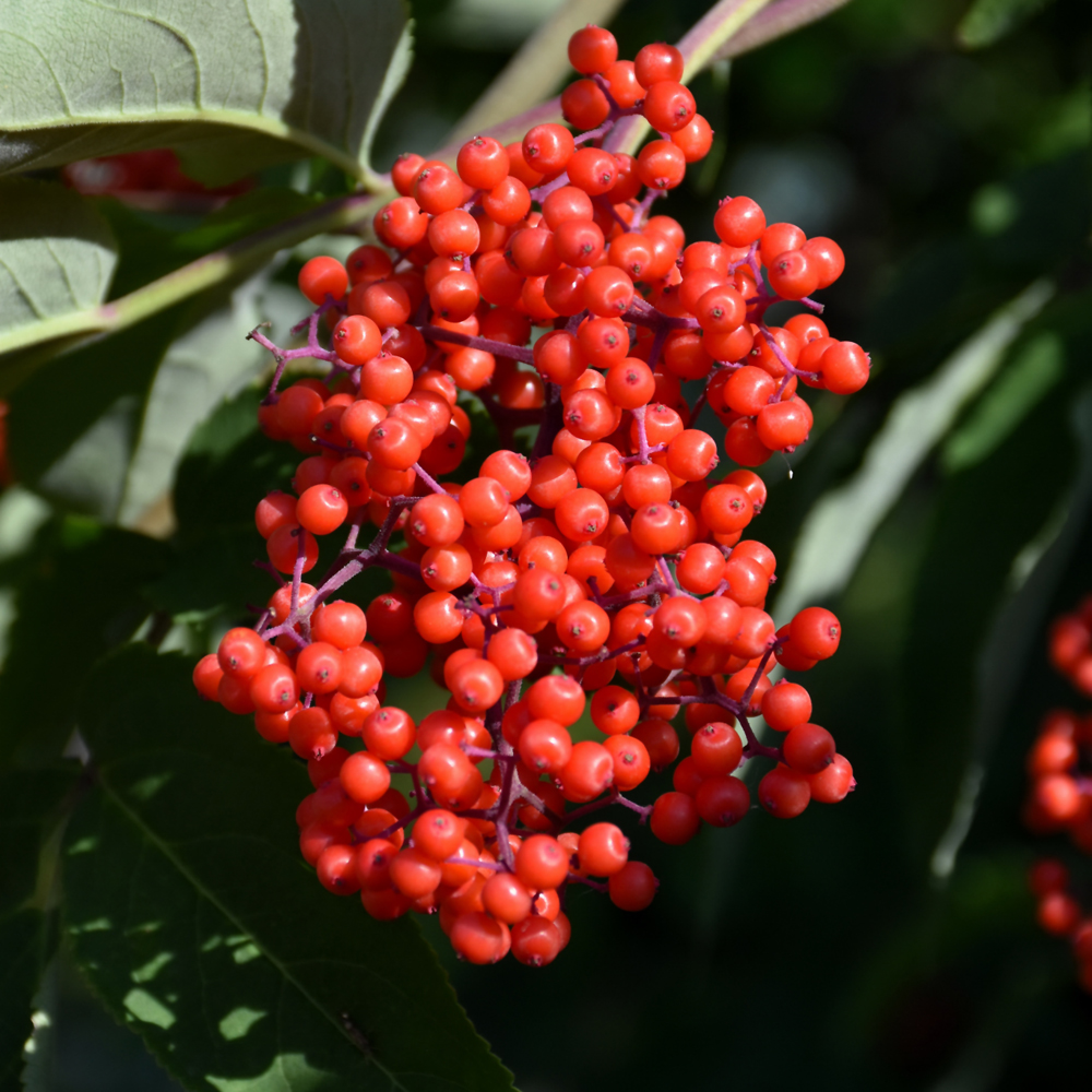 Elderberry