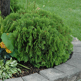 Arborvitae