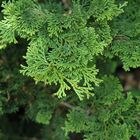 False Cypress