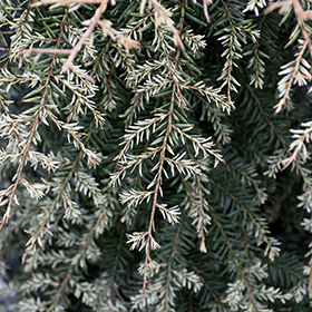 Hemlock