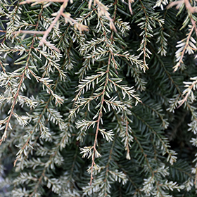 Hemlock