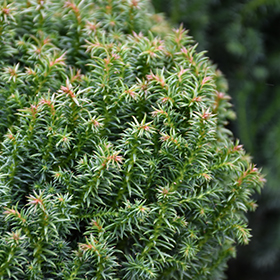 Japanese Cedar