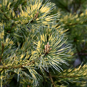 Pine