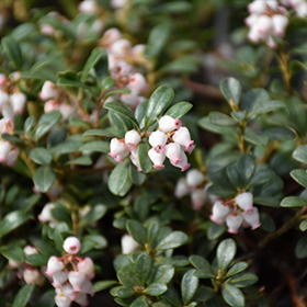 Bearberry