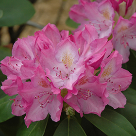 Large Leaf Rhododendrons