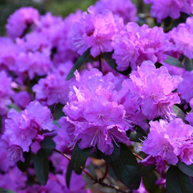 Small Leaf Rhododendrons