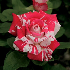 Hybrid Tea