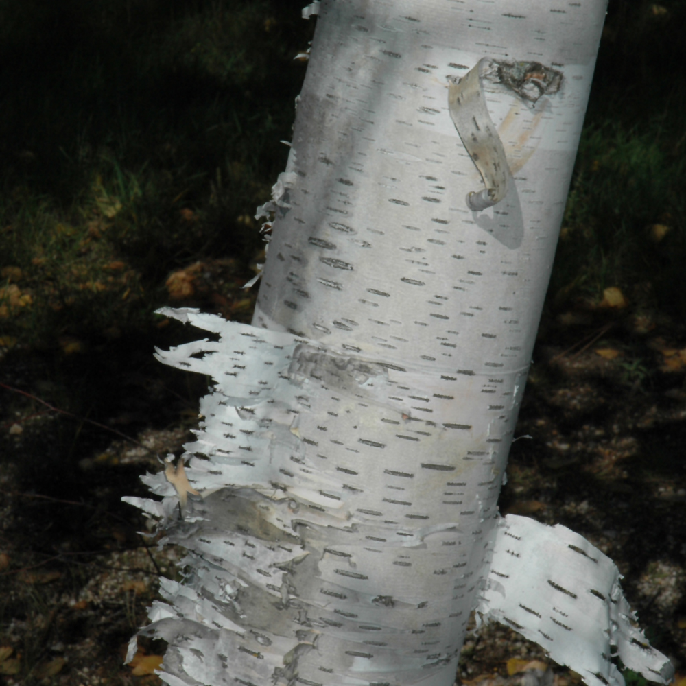 Birch