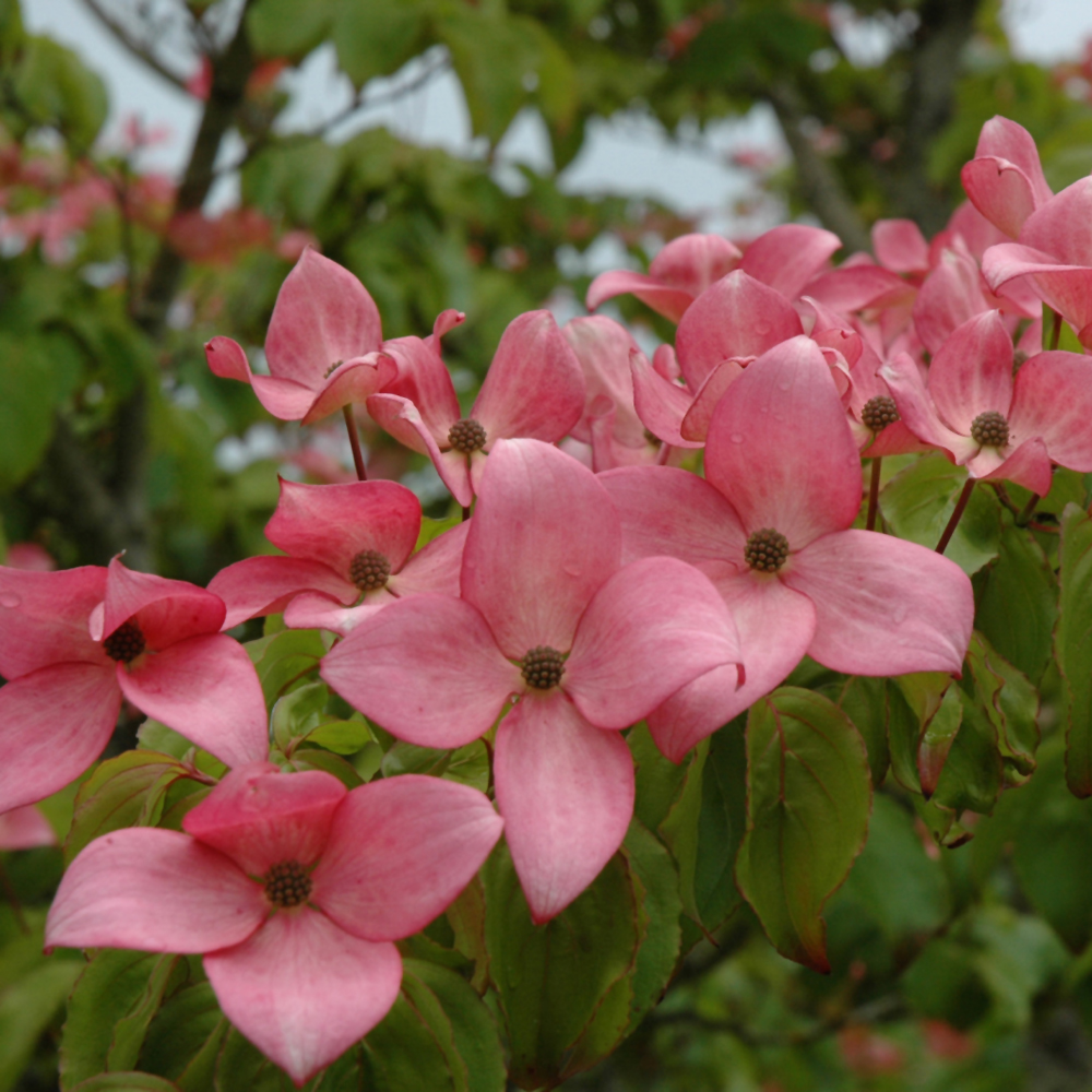 Dogwood