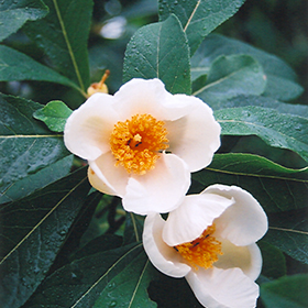 Franklinia