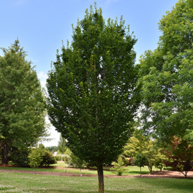 Hornbeam