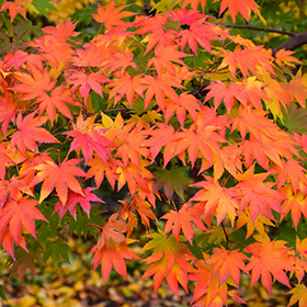 Japanese Maple