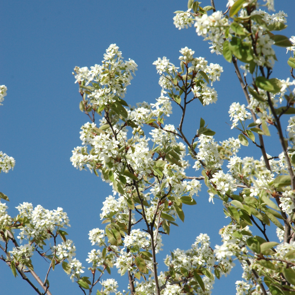 Serviceberry