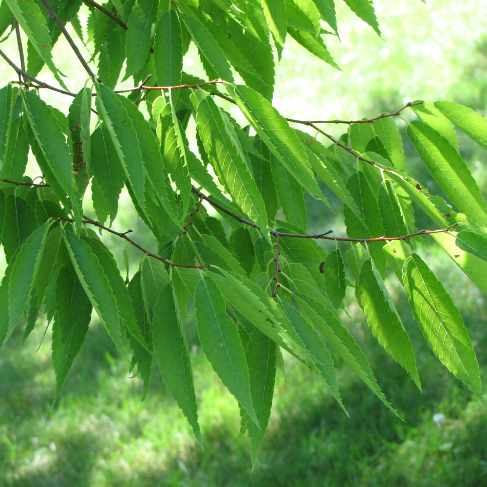 Zelkova