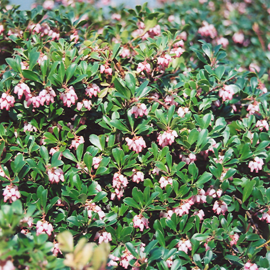 Vancouver Jade Bearberry
