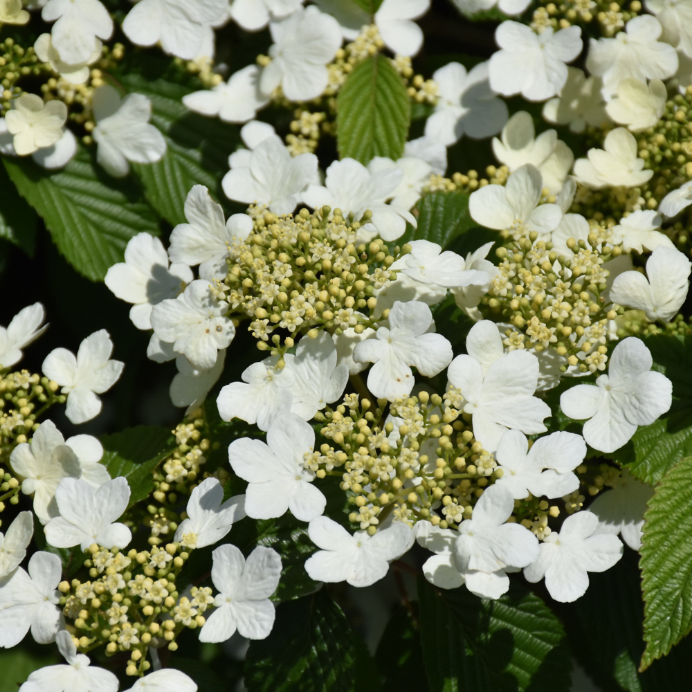 Wabi Sabi® Doublefile Viburnum