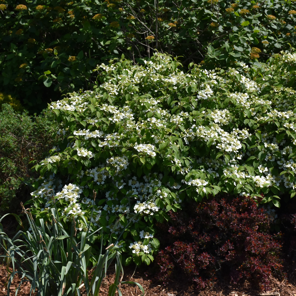 Wabi Sabi® Doublefile Viburnum