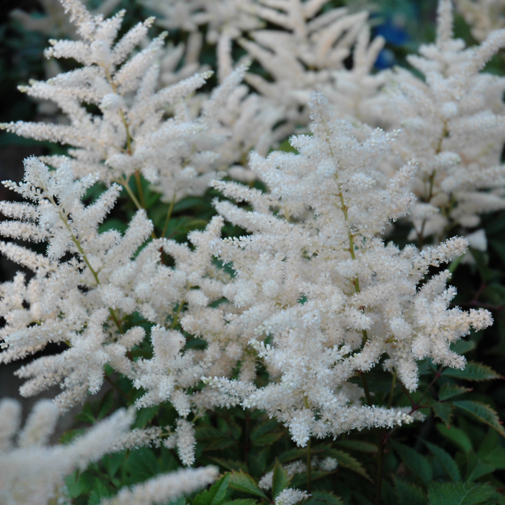 Astilbe