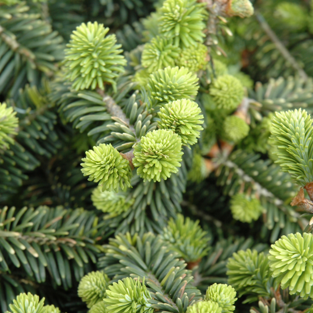 Evergreen Trees