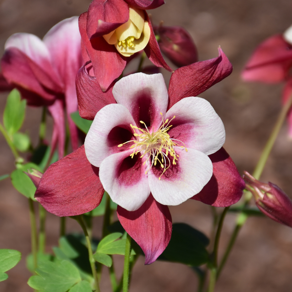 Earlybird Red and White Columbine