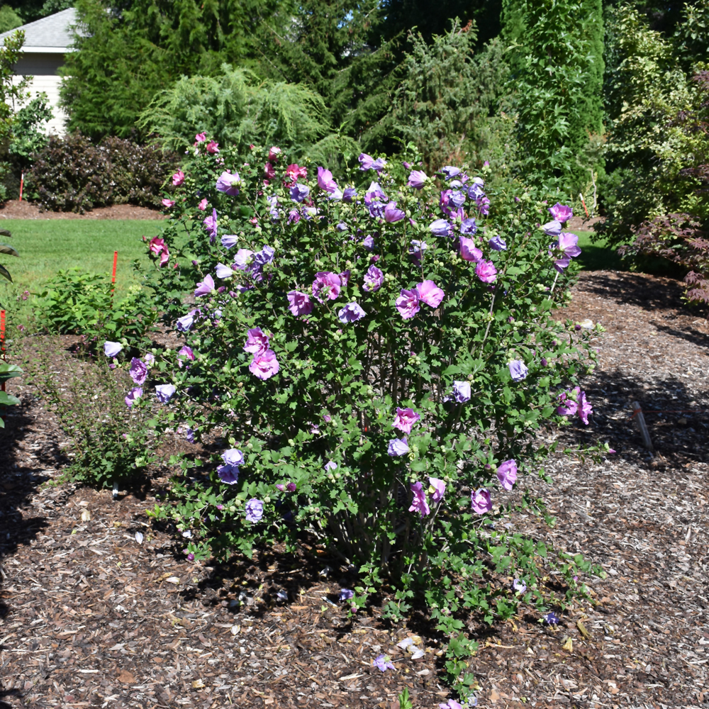 Weston Nurseries - Dark Lavender Chiffon® Rose of Sharon
