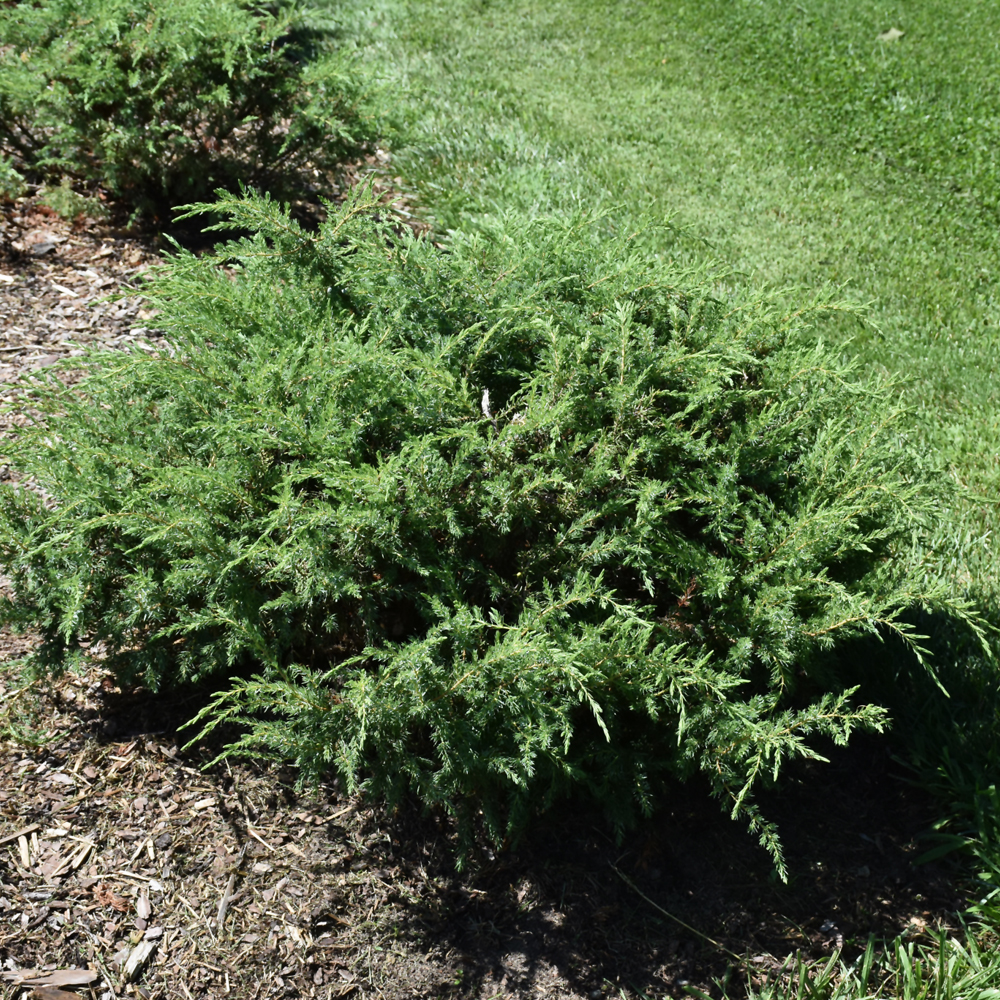 Weston Nurseries - Tortuga® Juniper