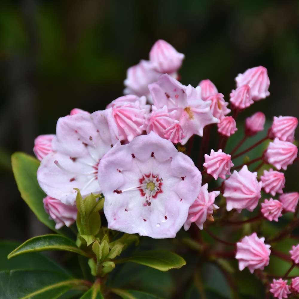 Weston Nurseries - Tinkerbell Mountain Laurel